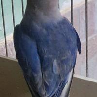 Inseparabili Roseicollis e Fischer