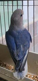 Inseparabili Roseicollis e Fischer