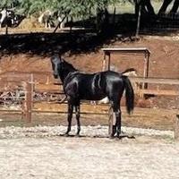 Puledro cavallo Paint Quarter