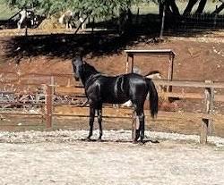 Puledro cavallo Paint Quarter