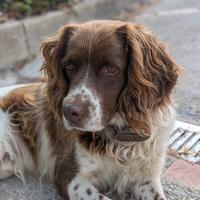 Springer Spaniel Inglese per Monta