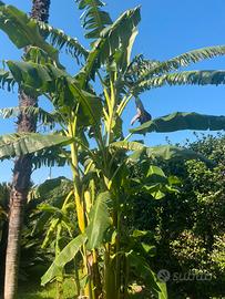 Banani Giapponesi resistenti al gelo (Musa Basjoo)