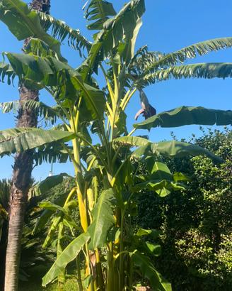 Banani Giapponesi resistenti al gelo (Musa Basjoo)