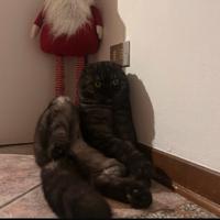 Schottish fold Fluffy vorrebbe una fidanzata