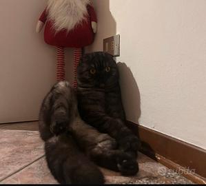 Schottish fold Fluffy vorrebbe una fidanzata