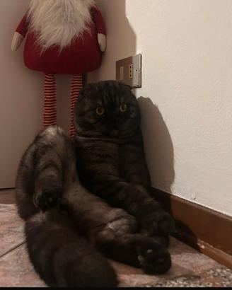 Schottish fold Fluffy vorrebbe una fidanzata