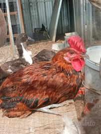 Gallo Siciliano