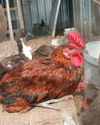 Gallo Siciliano