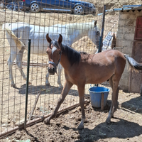 Cavallo arabo