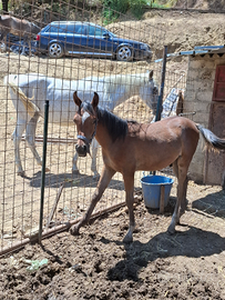 Cavallo arabo