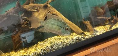 hoplarchus psicattus ciclide americano