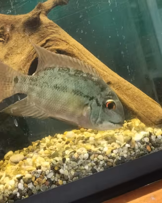 hoplarchus psicattus ciclide americano