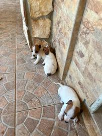 Vendita JackRussel Terrier zampa corta pelo corto