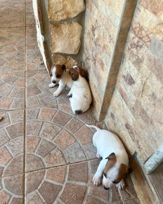 Vendita JackRussel Terrier zampa corta pelo corto