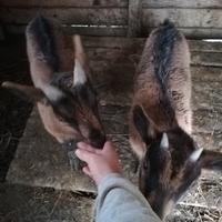 Cuccioli di capra camosciata