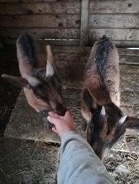 Cuccioli di capra camosciata