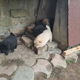 Cuccioli chow chow