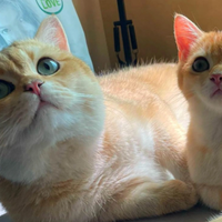 Scottish straight Maschio