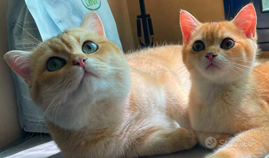 Scottish straight Maschio