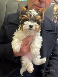 Meravigliosi Cuccioli Di Biewer Terrier