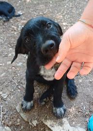 Cuccioli cane