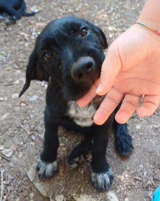 Cuccioli cane