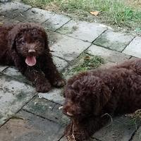 Cuccioli e adulti di lagotto