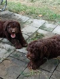 Cuccioli e adulti di lagotto