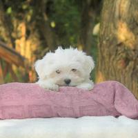 Cucciola di Maltese