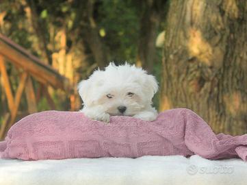 Cucciola di Maltese