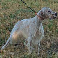 Setter inglese