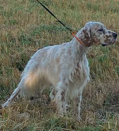 Setter inglese