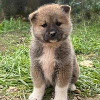 Cuccioli di Akita Inu