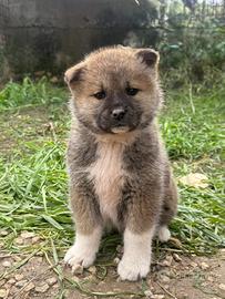 Cuccioli di Akita Inu