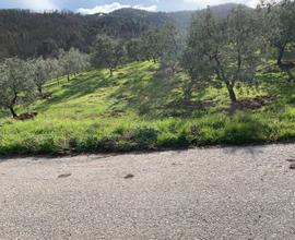 Terreno a Carmignano