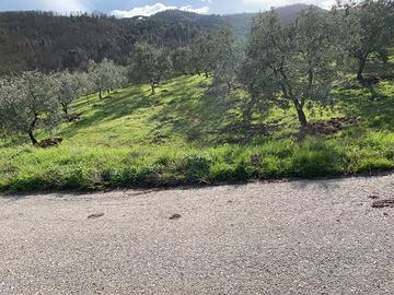 Terreno a Carmignano