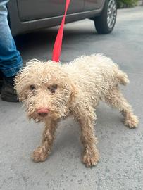 Cane da tartufo