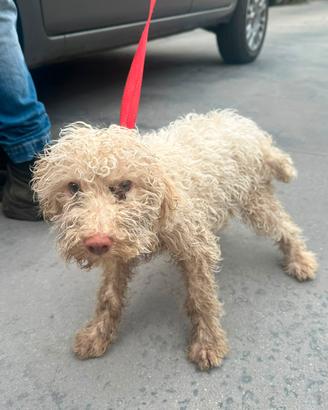 Cane da tartufo