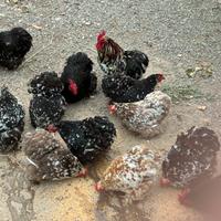 Galline Coccincina nera picchiettata bianco