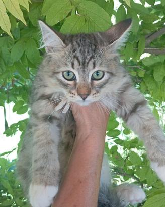 Gattini Siberiani ipoallergenici con pedigree