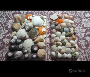 2pannelli conchiglie