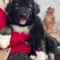Cuccioli di pastore del Caucaso