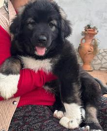 Cuccioli di pastore del Caucaso