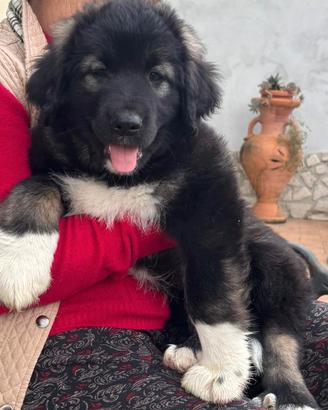 Cuccioli di pastore del Caucaso