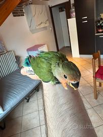 Inseparabile con gabbia
