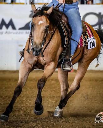 Cavallo quarter