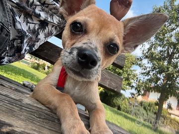 Cucciolo di Chihuahua- 4 Mesi