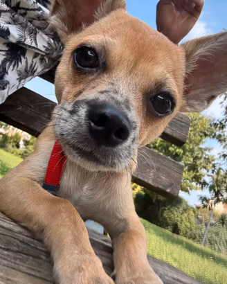 Cucciolo di Chihuahua- 4 Mesi