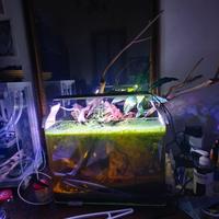 Acquario completo 35L – Allestimento “caverna somm