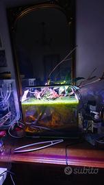 Acquario completo 35L – Allestimento “caverna somm
